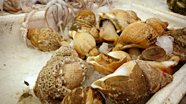 Cпрос на деликатесных трубачей из Охотского моря вырос в России 