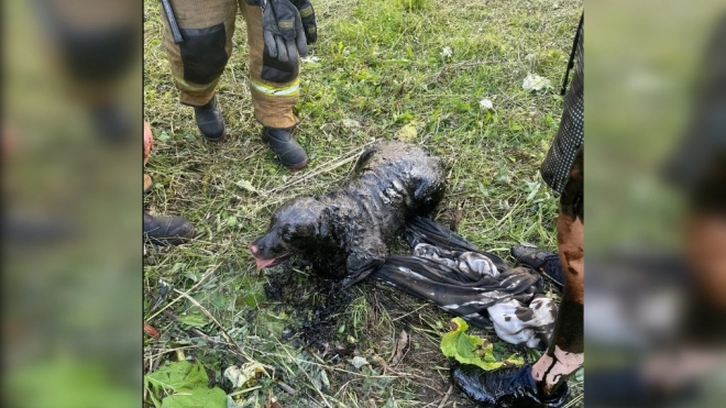 Собаку из колодца с мазутом спасли в Московском районе Петербурга