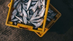 Кабмин оценит возможность снижения вывозных пошлин на отдельные виды рыбы
