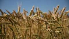 Украина собрала рекордный за всю историю урожай ранних зерновых