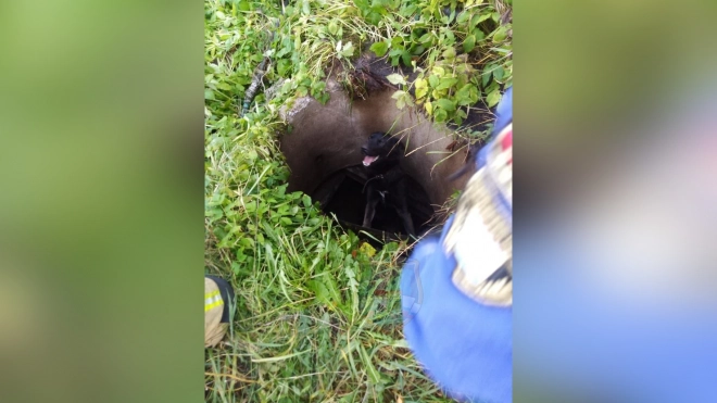 В Ленобласти спасатели вытащили собаку из ловушки