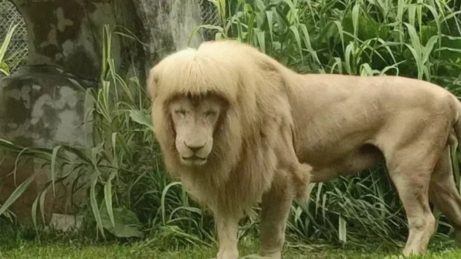 У льва из зоопарка в Гуанчжоу выпрямилась грива из-за экстремальной влажности