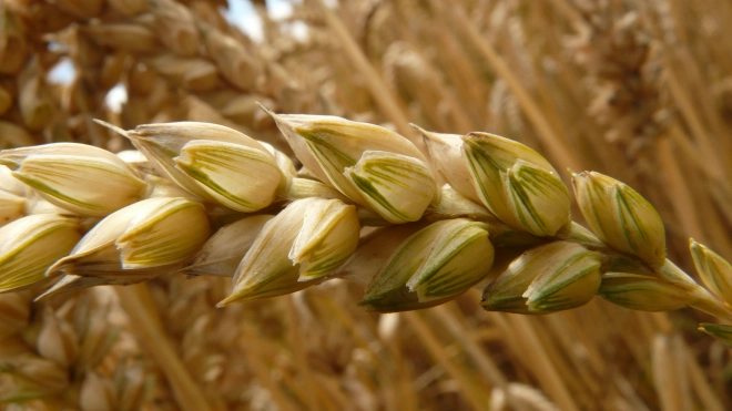 Продовольственный фонд Петербурга получит почти 200 млн на покупку зерна