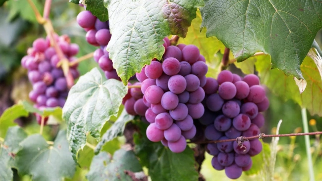 Из-за весенних заморозков во Франции сократится производство вина 