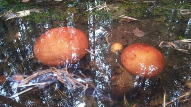 В Ленобласти грибы утонули в лужах из-за обильных осадков