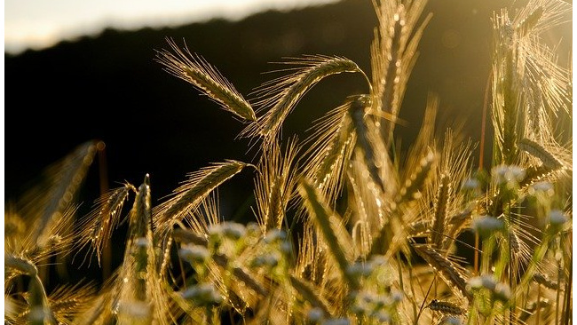 Минсельхоз РФ спрогнозировал сбор зерна в 2021 году в 127,4 млн т