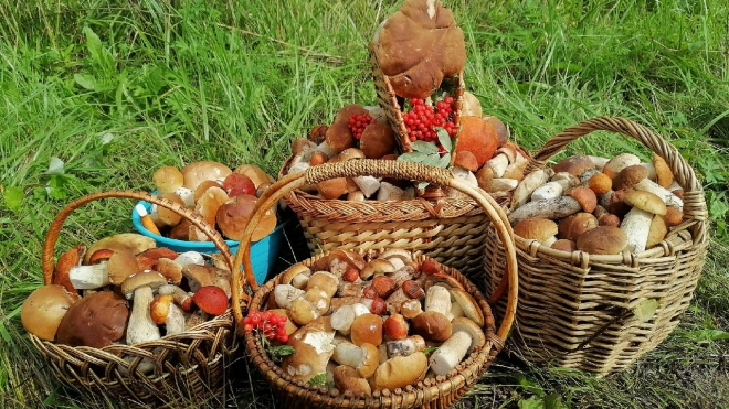 Где собирать грибы в Ленобласти и Петербурге