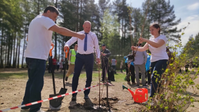 Петербуржцы высадили 120 саженцев деревьев и кустарников у “Сестрорецкого рубежа”