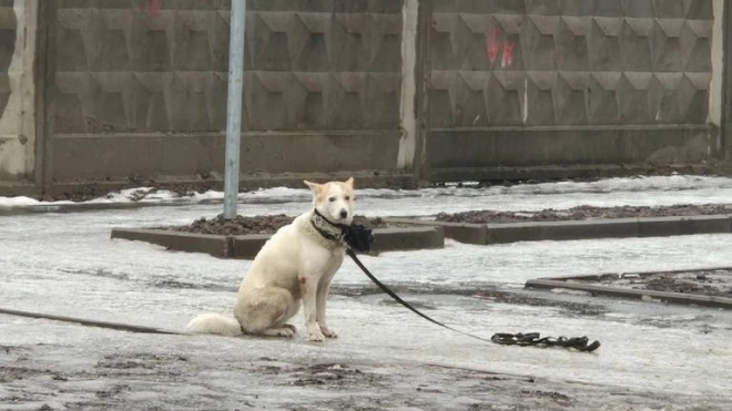 Собака несколько часов ждала пострадавшего на гололеде хозяина на Парнасе