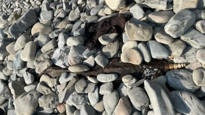Найденный труп неизвестного животного на пляже Анапы напугал туристов