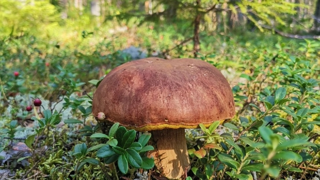 Стало известно, каким будет грибной сезон в этом году в Петербурге