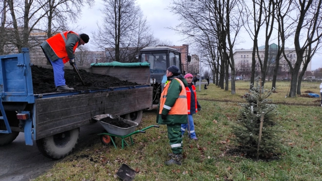 Садовники укутали деревья на Московском проспекте в зимние одежды
