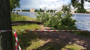 Парки и скверы Петербурга закрыли из-за сильного ветра