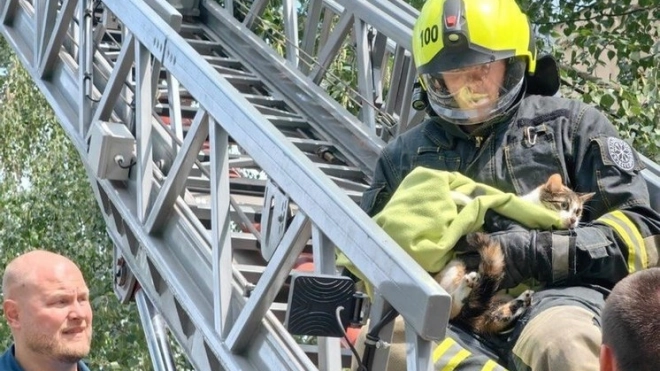 В Ленобласти спасли кошку Бусю, застрявшую на дереве на уровне шестого этажа