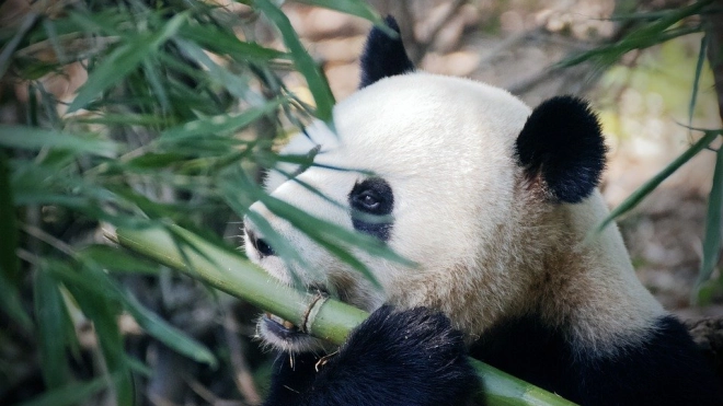 Бактерии кишечника помогают пандам набирать вес на растительной диете  