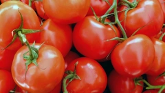 Таможенные пошлины на ввоз до 100 тыс. т томатов в РФ отменили до конца мая