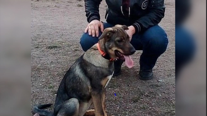 На улице Современников в посёлке Новогорелово живодер зарезал собаку, которая защищала хозяйку