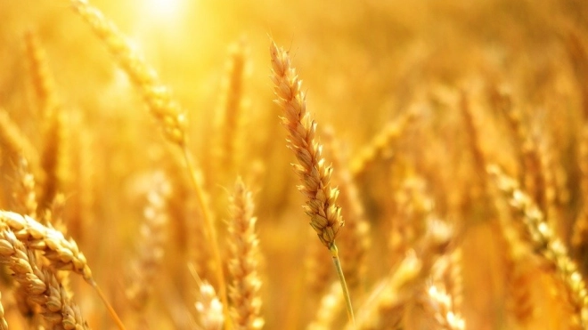 Экспортные цены на российскую пшеницу превысили 300 долларов за тонну 