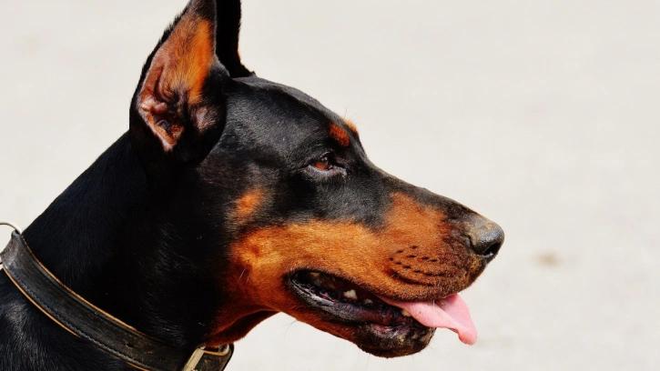 Эксперты посчитали законопроект Беглова о лае собак имитацией бурной деятельности