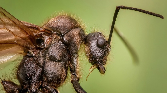Фантастический рекорд скорости установил самый быстрый муравей в мире