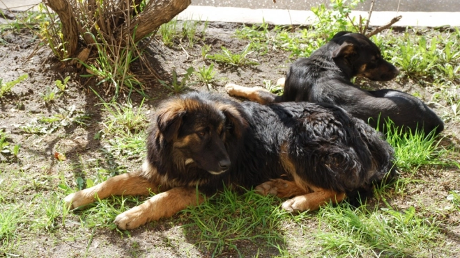 Депутаты петербургского ЗакСа выступили против проекта об усыплении бездомных собак