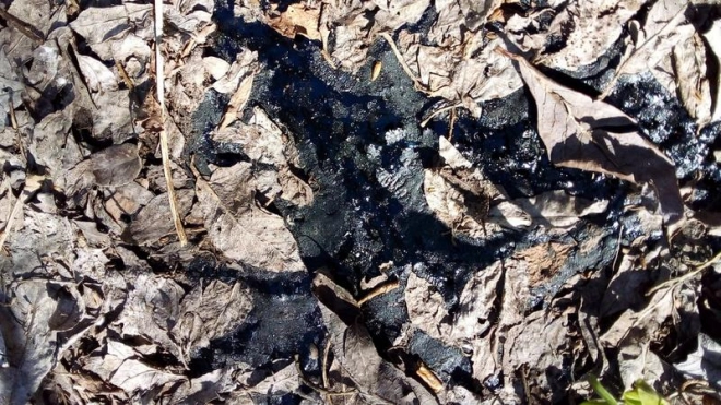 В Колпинском районе в "битумном озере" заживо умирают птицы