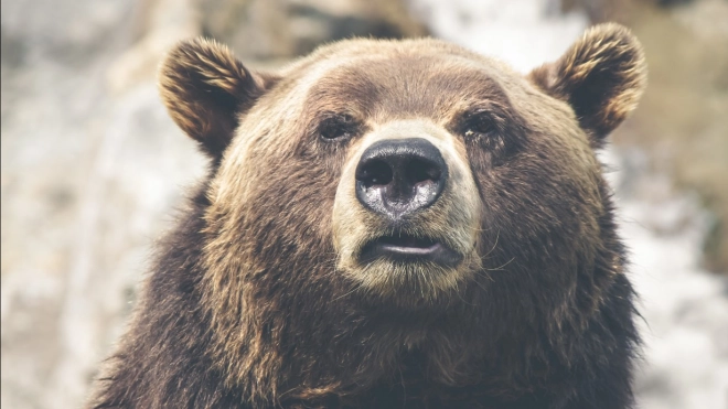 В Ленобласти медведь сломал два улья на пасеке