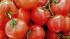 Таможенные пошлины на ввоз до 100 тыс. т томатов в РФ отменили до конца мая