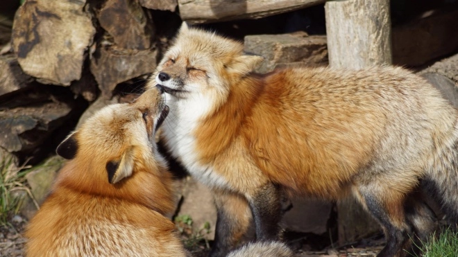 В Выборгском районе Ленобласти две лисички решили подраться на дачном участке