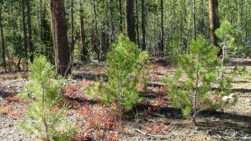 Более 500 новых саженцев деревьев высадят в парках ...