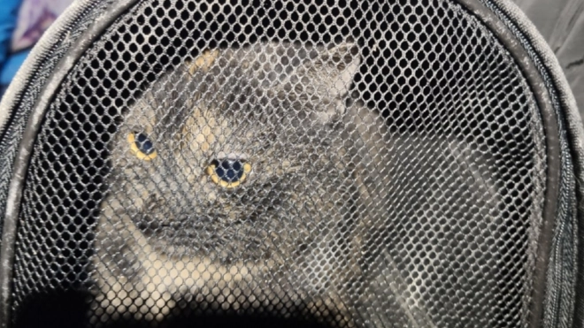 Ночью в Мурино спасатели несколько часов вызволяли кошку из вентшахты