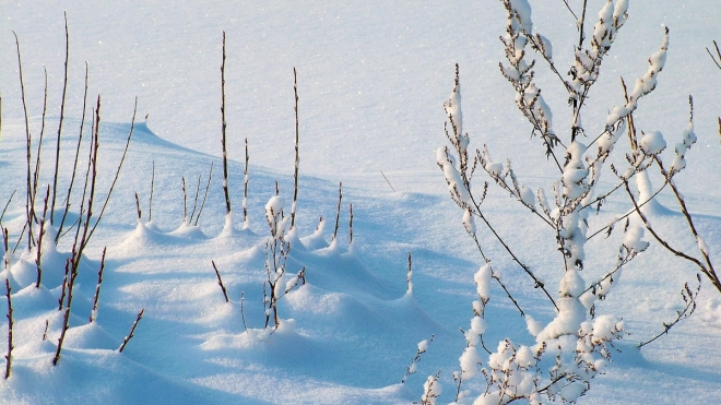 В Ленобласти 29 декабря обещают снег и мороз