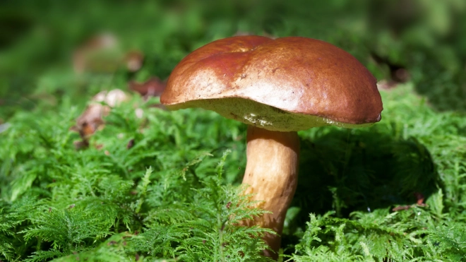 Грибники спрогнозировали, когда начнётся грибной сезон в Петербурге и Ленобласти