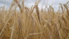 Экспортная пошлина на пшеницу со 2 июня составит $28,1 з...