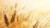 Индия готова возобновить импорт российской пшеницы