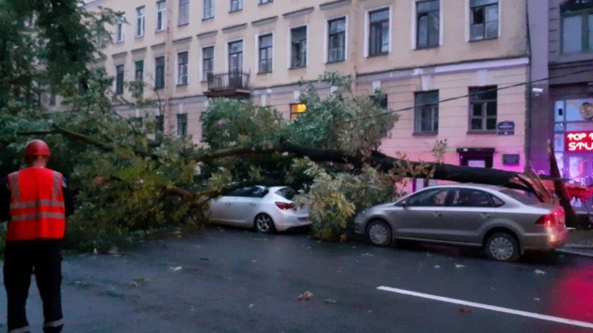В МЧС предупредили петербуржцев о сильном ветре в субботу