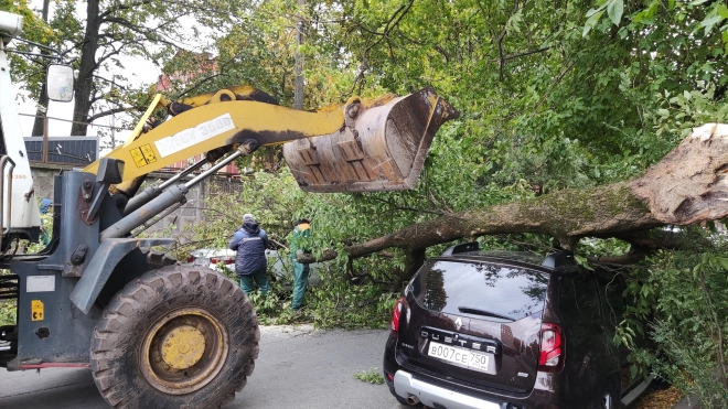 Оперативные данные о ветровале: в садах и парках Петербурга повреждены 30 деревьев