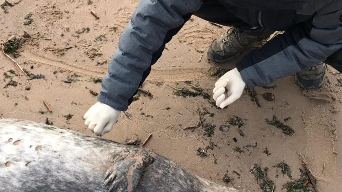 На побережье Финского залива нашли тела погибших тюленей