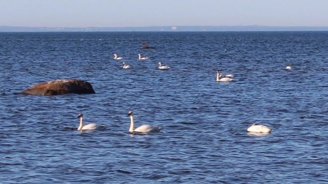 На Финском заливе заметили лебедей