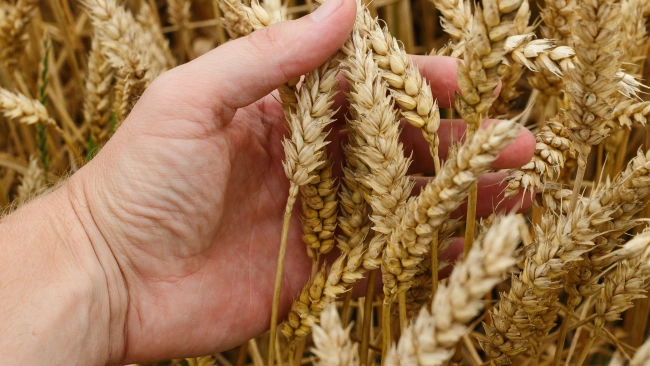 В России опасаются переизбытка на зерновом рынке