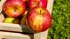 Аграрии Кубани просят ввести квоты на импорт яблок