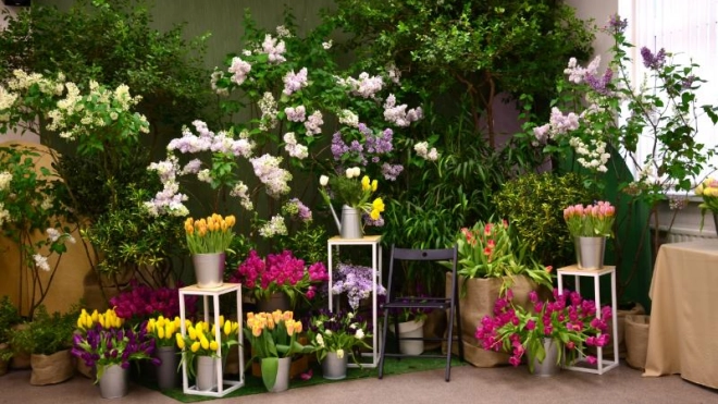 Ботанический сад приглашает на выставку сирени и тюльпанов 