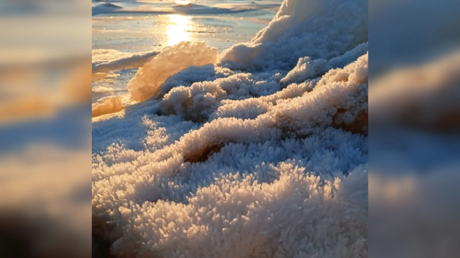 "Коралловый" лед заметили на побережье Финского залива