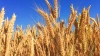 Цены на пшеницу в РФ обновили максимум за последние ...