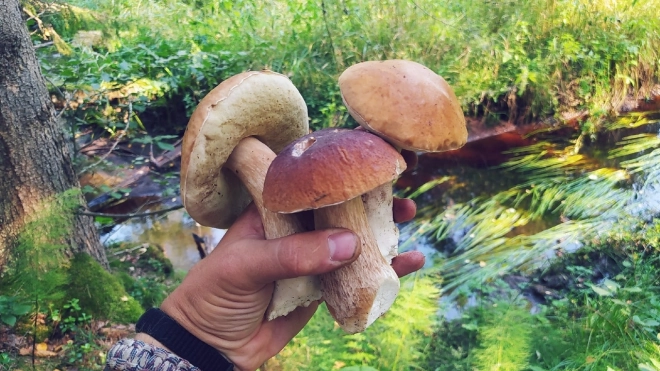 Петербуржцы пожаловались на плохой урожай грибов