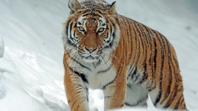 В Ленинградском зоопарке запустили новогодний квест про тигра