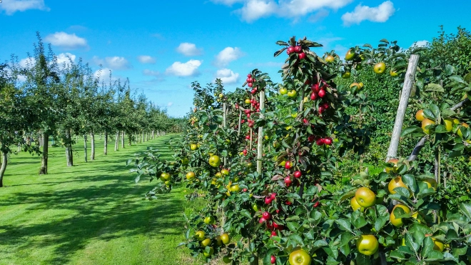 В Пулково у пассажира изъяли 9 саженцев яблонь, груши и абрикоса