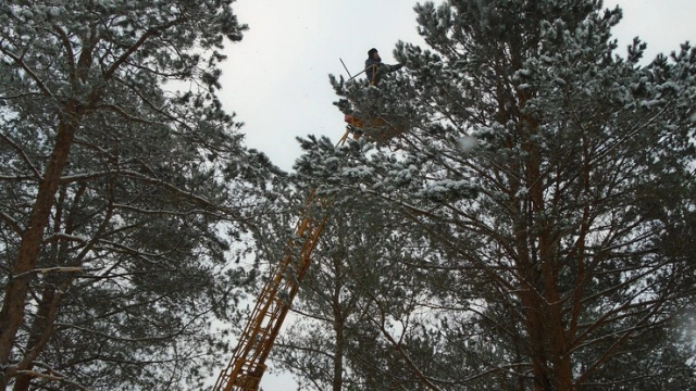 В Ленобласти в январе-феврале собрано 600 кг шишек для воспроизводства лесов