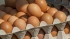 Россиянам рассказали, почему импортные яйца не попали в торговые сети