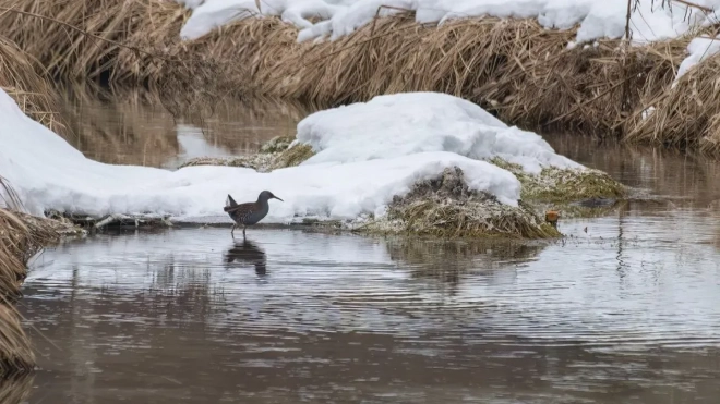 Третью зимовку краснокнижного водяного пастушка подтвердили в Ленобласти